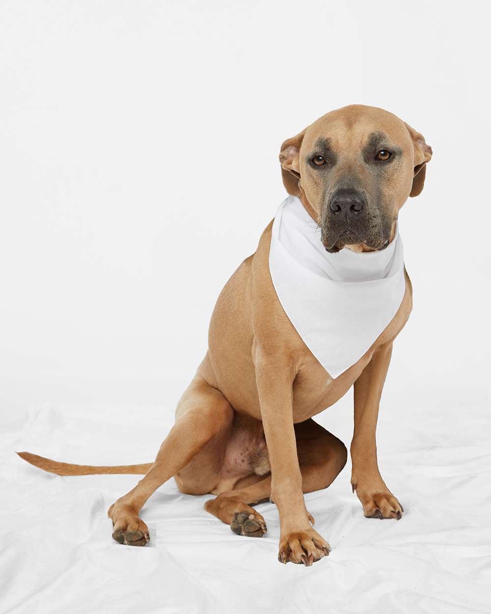 Custom Embroidered Doggie Skins USA-Made Doggie Bandana - 3905